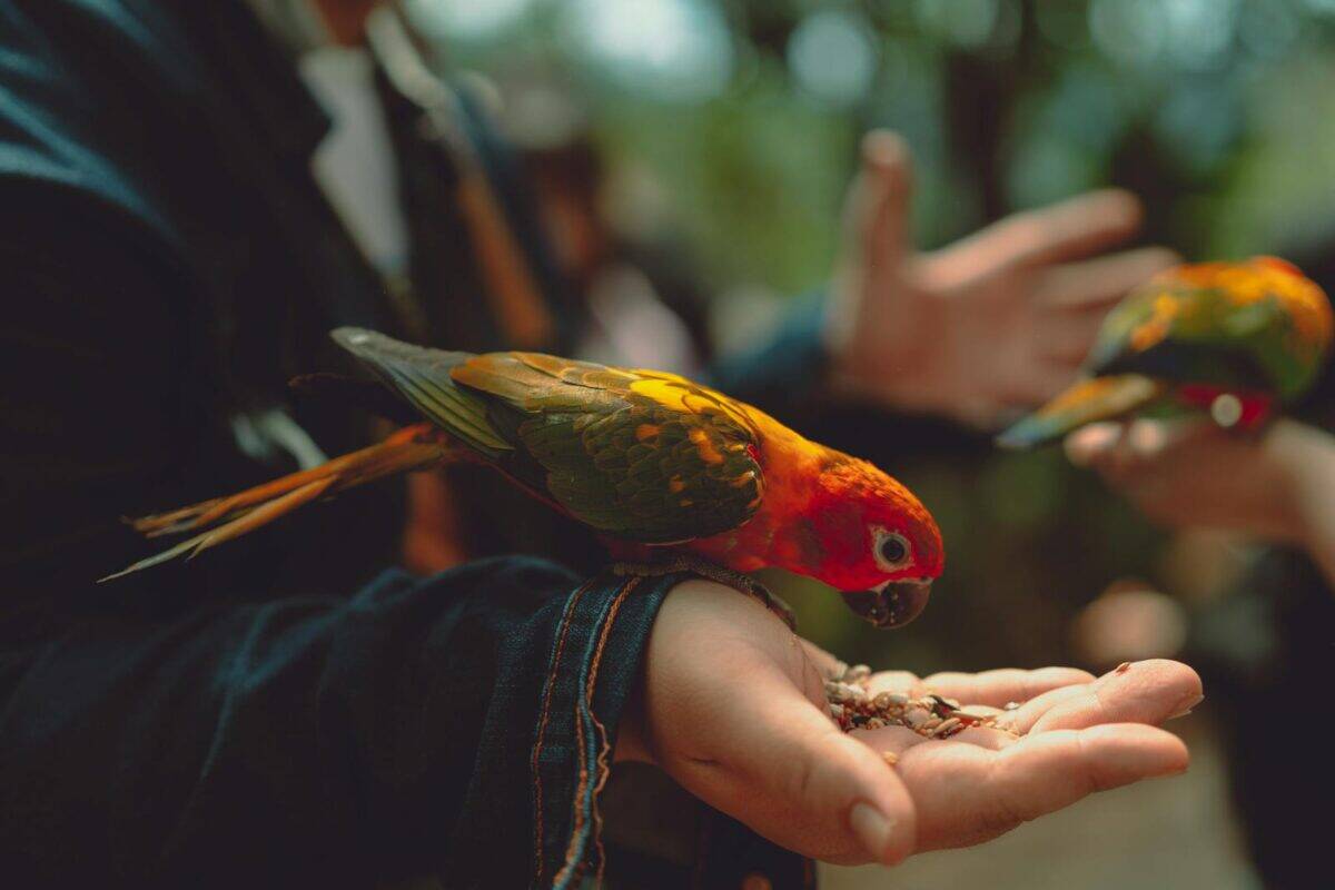 Colorful parrots feeding from hands in Dalat, Vietnam's lush highlands.