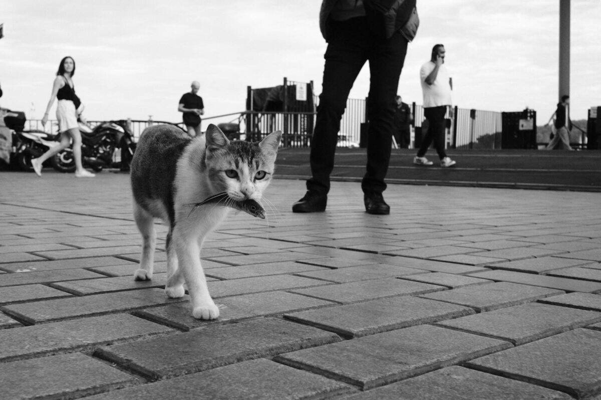 A street cat carries its prey on a bustling city sidewalk, surrounded by pedestrians.