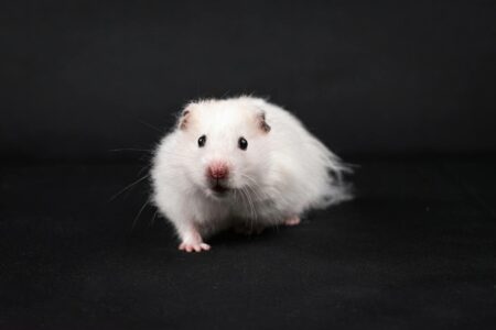Why Hamsters Run All Night&mdash;And Whether It&rsquo;s Healthy