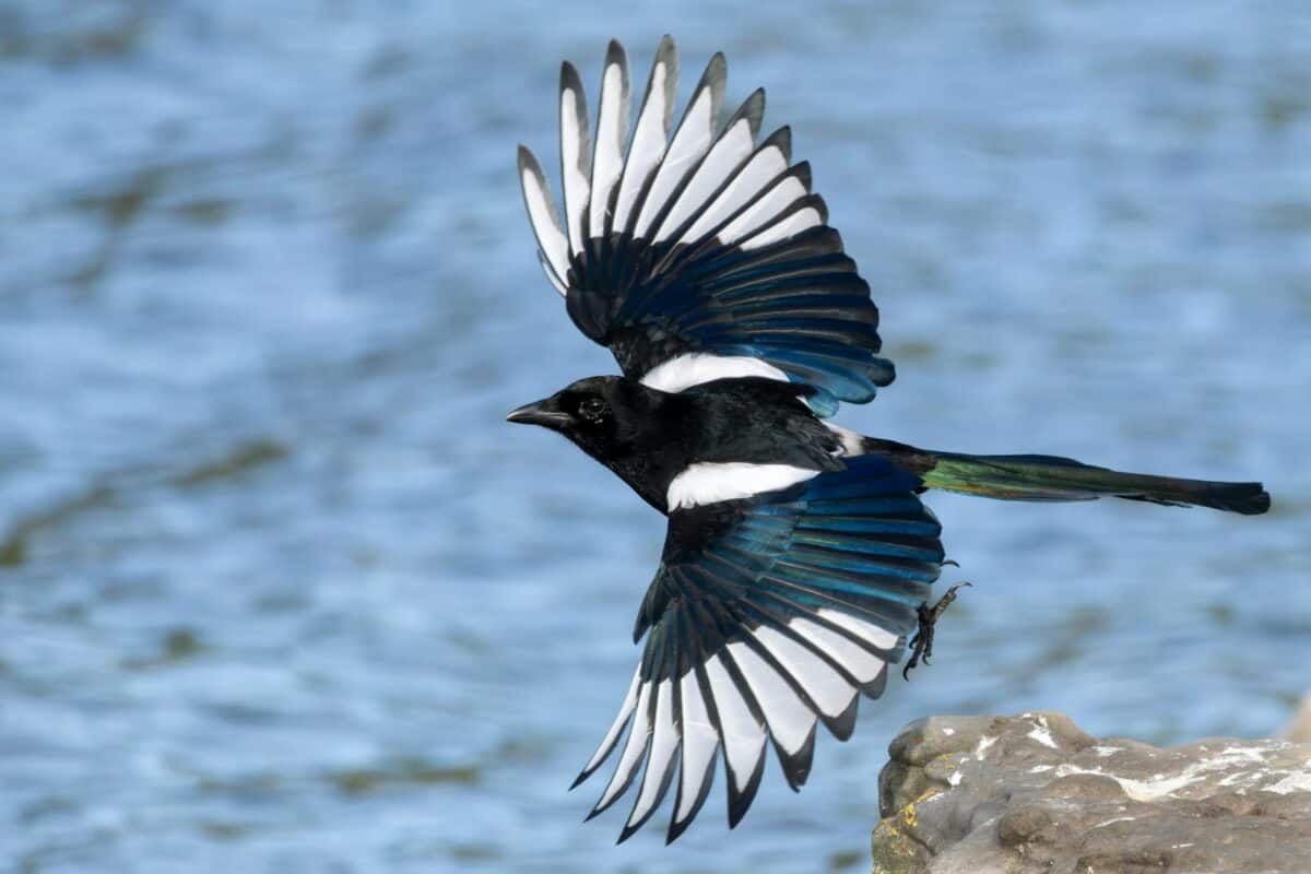 A striking Eurasian Magpie (Pica pica) flying gracefully above water in France.