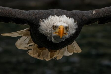 This Is How Eagles Spot Prey From Miles Away