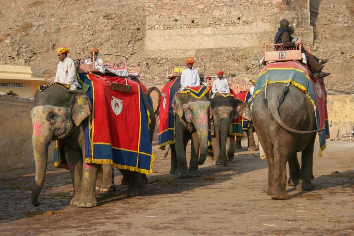 Decorated elephants with riders at Amber Fort, Jaipur, India, during a sunny day.