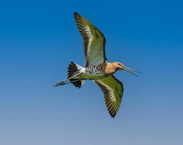 The Bird That Flew 3,000 Miles Off Course—and Survived