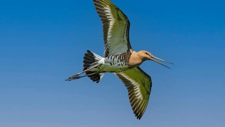 The Bird That Flew 3,000 Miles Off Course&mdash;and Survived