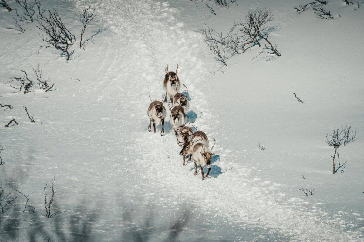 Captivating aerial shot of a reindeer herd making their way across a pristine snowy landscape in winter.