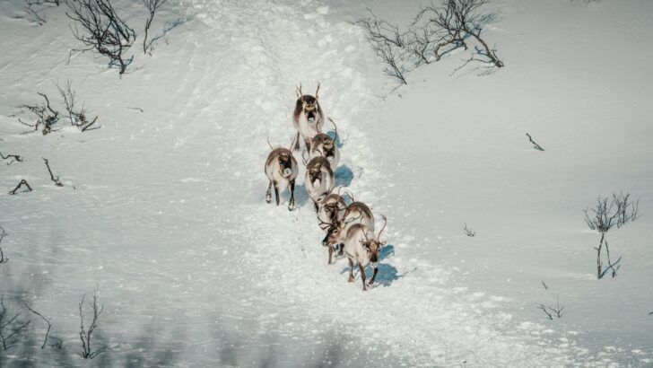 What Deer Can Teach Us About Seasonal Movement
