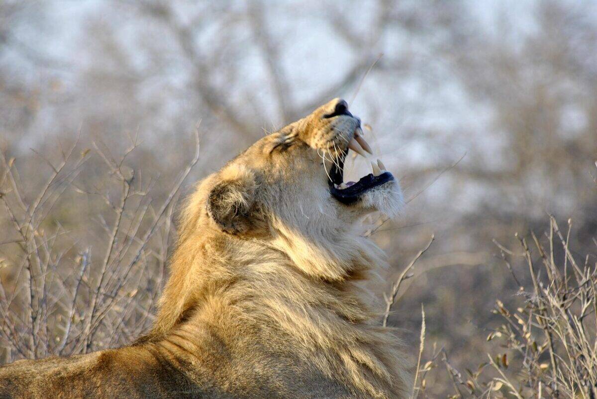 lion, roar, africa, animal, wild, feline, roaring, carnivore, king, predator, leo, nature, mane, young, big cat, lion, lion, lion, lion, lion, roar, roar, roar