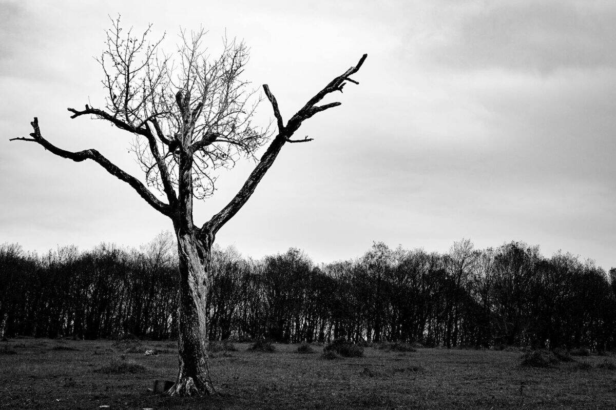 A striking black and white photo of a solitary tree against a forest backdrop in Bolu, Türkiye.