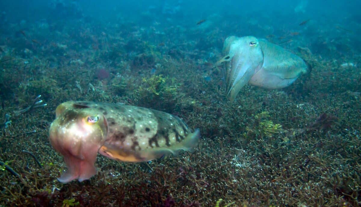 a large fish and a smaller fish in the water
