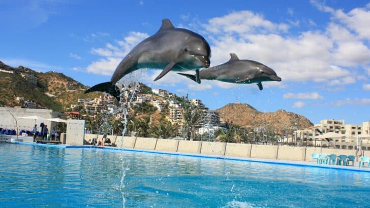 How Dolphins Communicate Using Signature Whistles