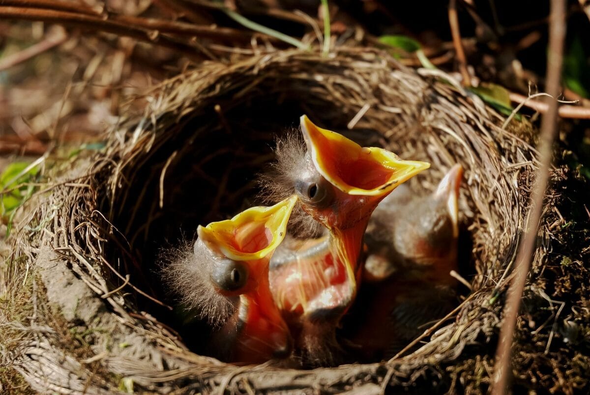 nest, chicks, bird nest, birds, nature, brood, family, animal, feathers, laying, plumage, hunger, egg, nest, nest, bird nest, bird nest, bird nest, bird nest, bird nest, hunger, hunger, hunger