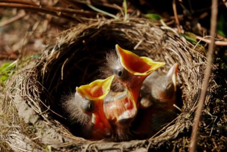 How Some Birds “Steal” Parenting Duties From Others