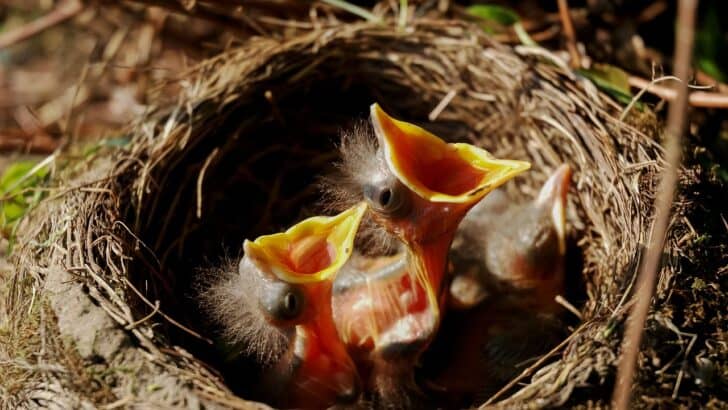 nest, chicks, bird nest, birds, nature, brood, family, animal, feathers, laying, plumage, hunger, egg, nest, nest, bird nest, bird nest, bird nest, bird nest, bird nest, hunger, hunger, hunger