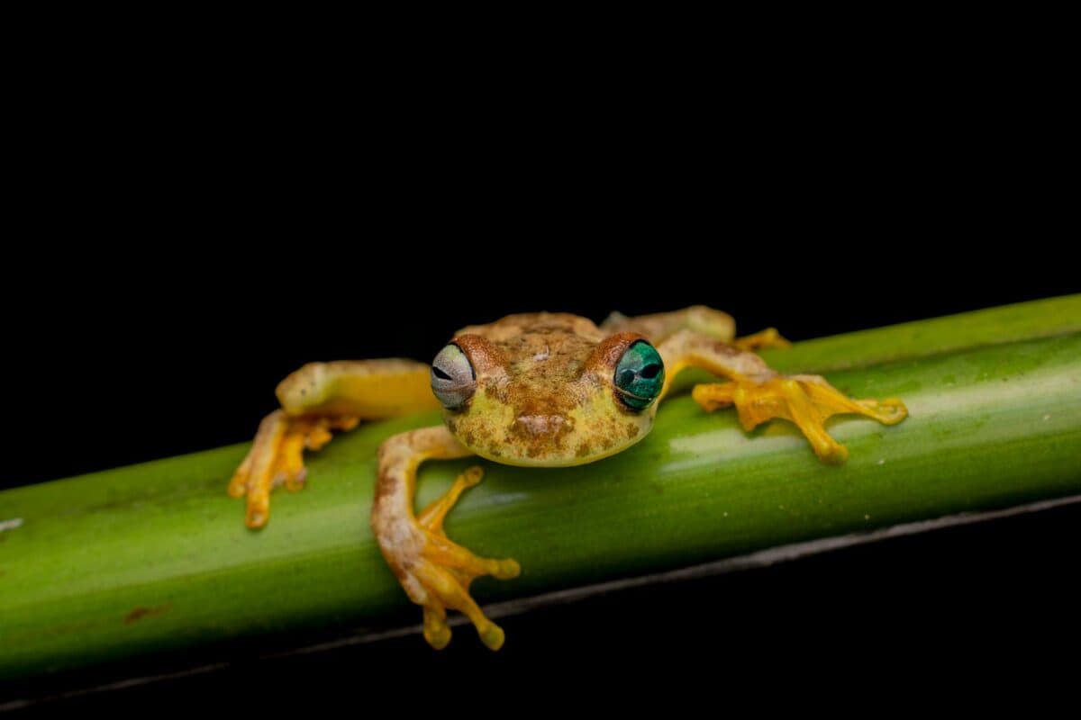 A colorful tree frog perched on a green stem against a black background.
