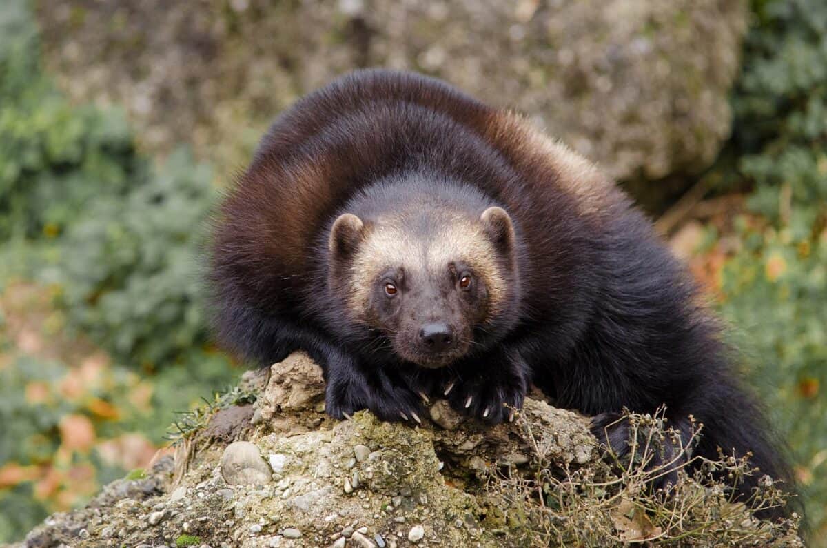 wolverine, animal, wildlife, mammal, nature, predator, eurasia, bear marten, marten, nocturnal, fur, close up, wolverine, wolverine, wolverine, wolverine, wolverine