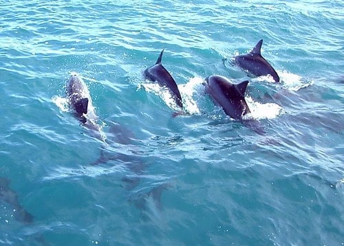 Pod of dolphins.