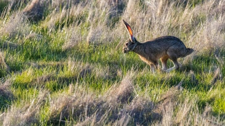 Rabbits That Are Breaking Speed Records in Agility Competitions