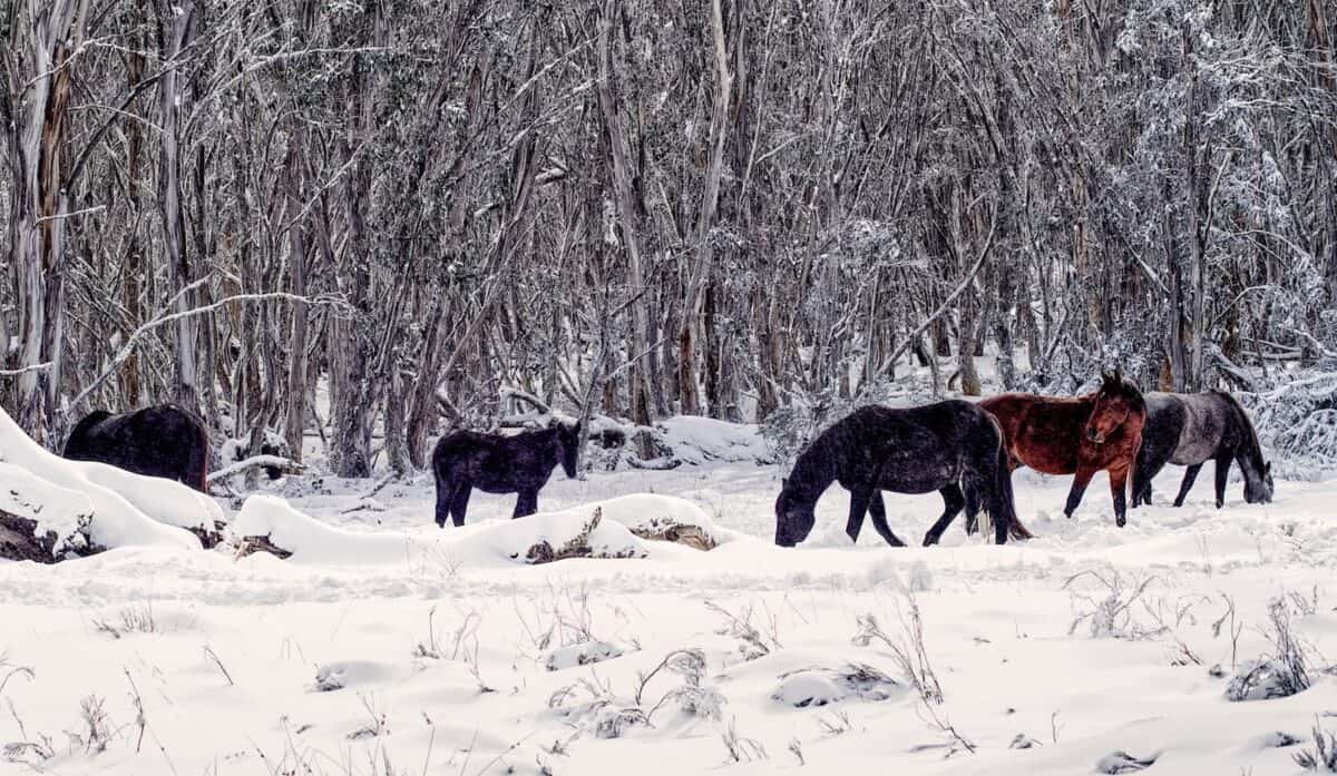 Wild horses graze peacefully in a snowy forest, creating a serene winter landscape.