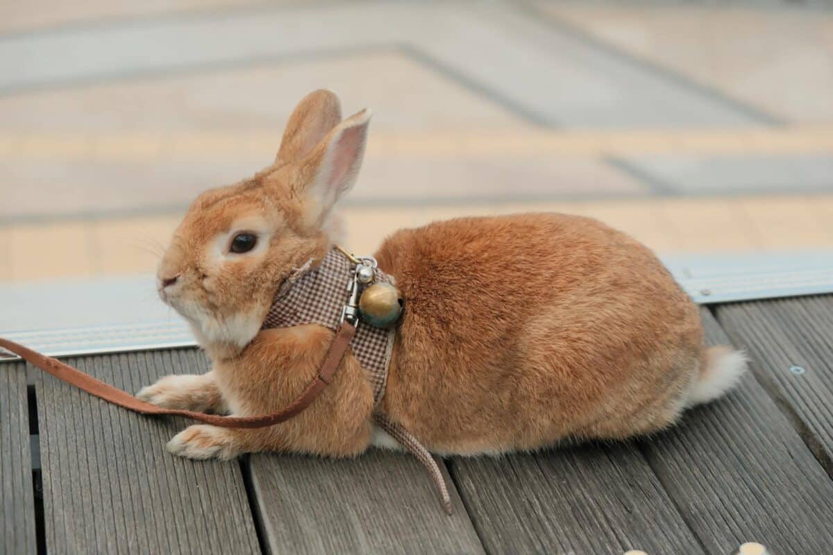 Cute brown rabbit in a harness relaxing on a sunlit wooden deck outdoors.