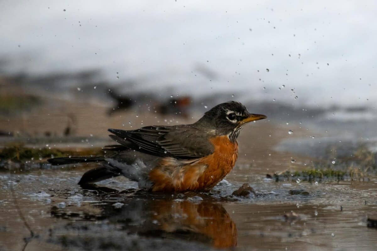 Close-up of an American Robin enjoying a splash in a shallow puddle.