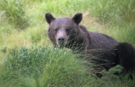 This U.S. Town Has the Highest Number of Bear Sightings Per Year