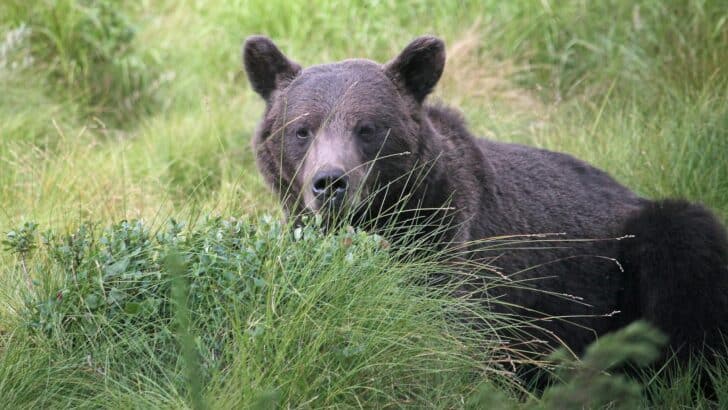 This U.S. Town Has the Highest Number of Bear Sightings Per Year