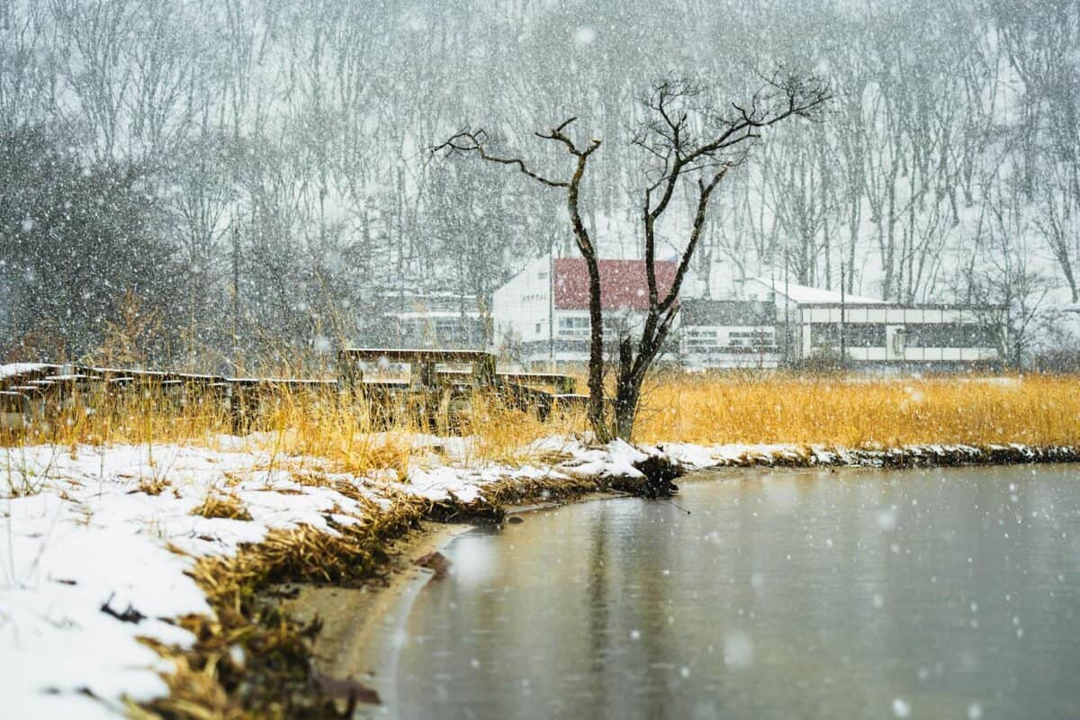 Lonely Tree in Snowy Winter Landscape