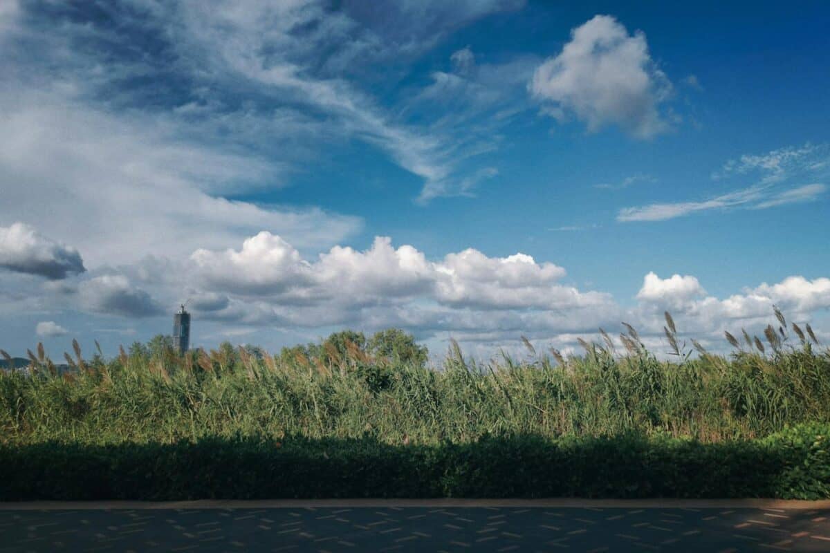 Vibrant landscape with reed fields under clear blue sky and fluffy clouds, captured outdoors in China.