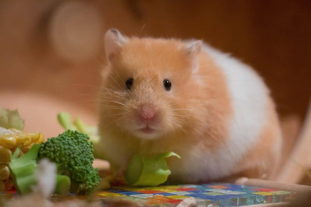 cute, small, portrait, golden hamster, medium-hamster, domestic animal, wolf down, feed, vegetables, watch, sweet, golden hamster, golden hamster, golden hamster, golden hamster, golden hamster