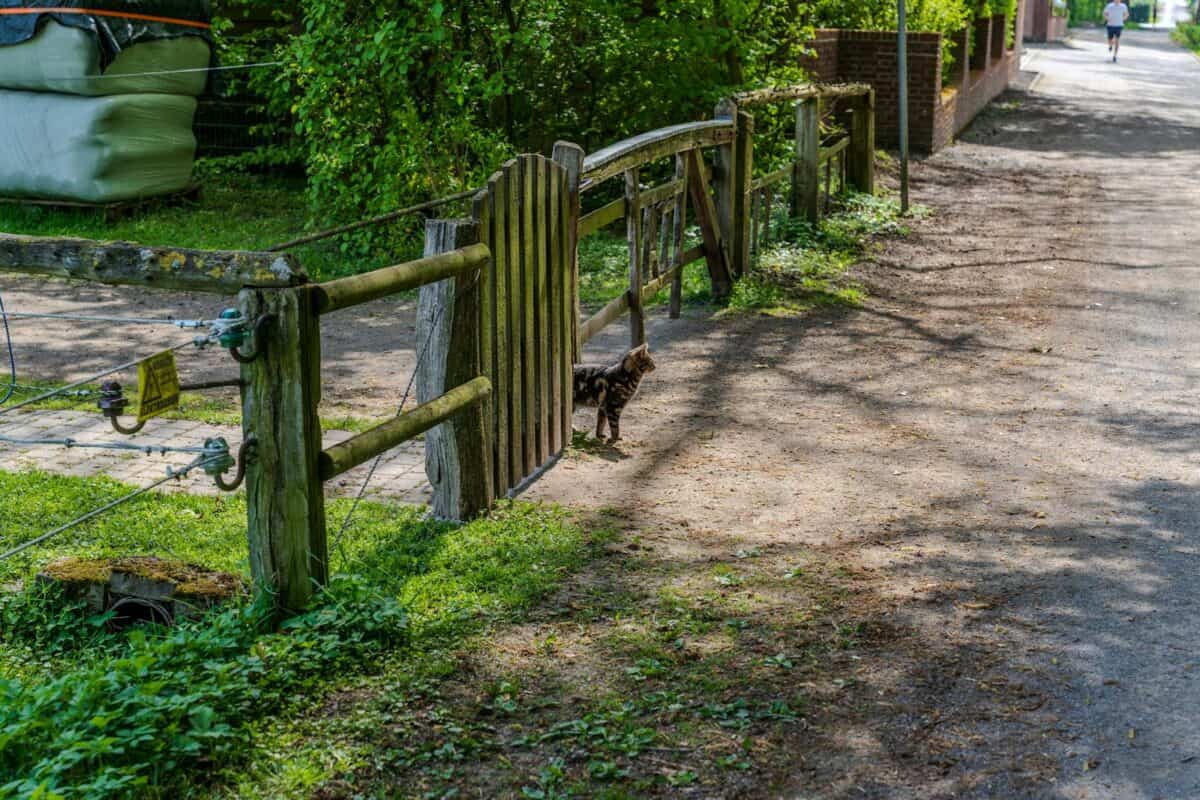 A wooden fence gate with a curious tabby cat in a sunny rural path surrounded by greenery.