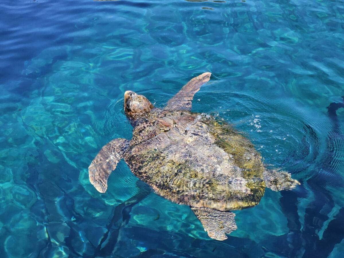 Frozen turtle.