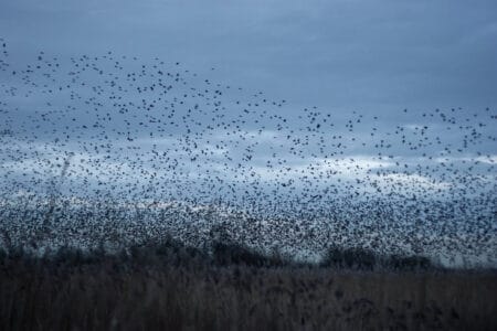 What Happens When a Flock of 1,000 Starlings Takes Flight