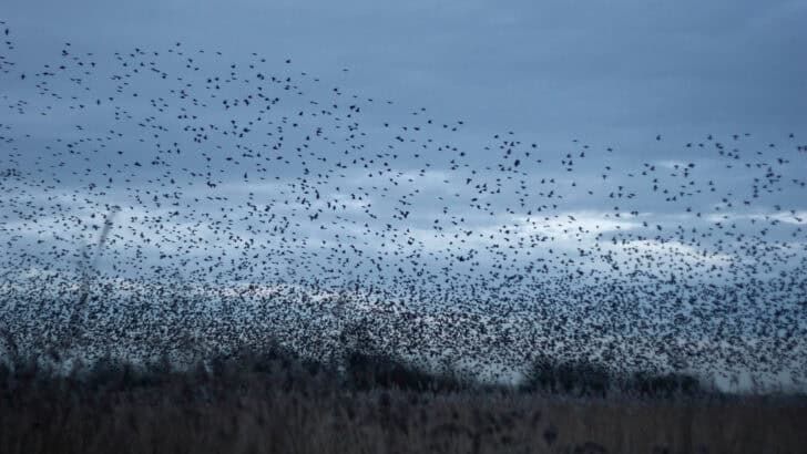 What Happens When a Flock of 1,000 Starlings Takes Flight