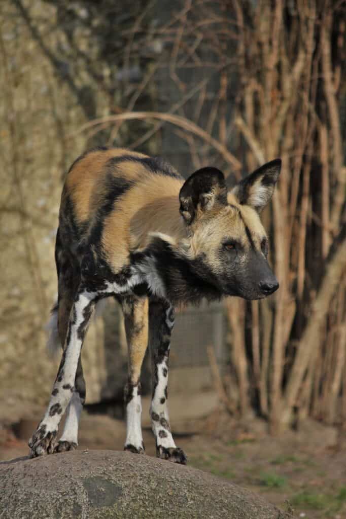 nature, wildlife, animal, wood, mammal, wild dog, zoo, predator, carnivores, wild dog, wild dog, wild dog, wild dog, wild dog