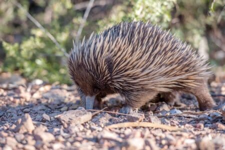 The Sluggish Echidna: The Slow-Moving Survivor