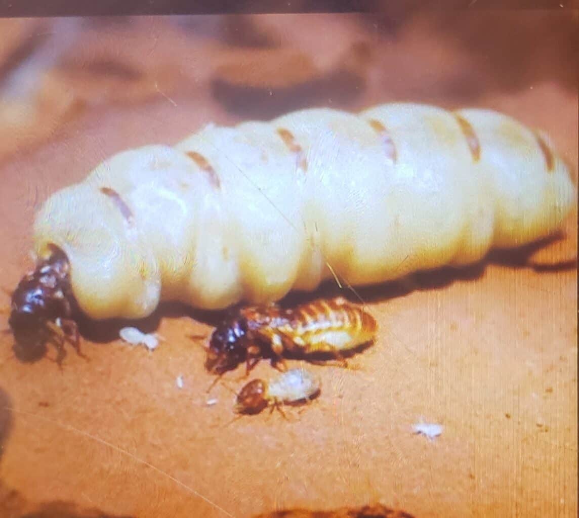 Termite