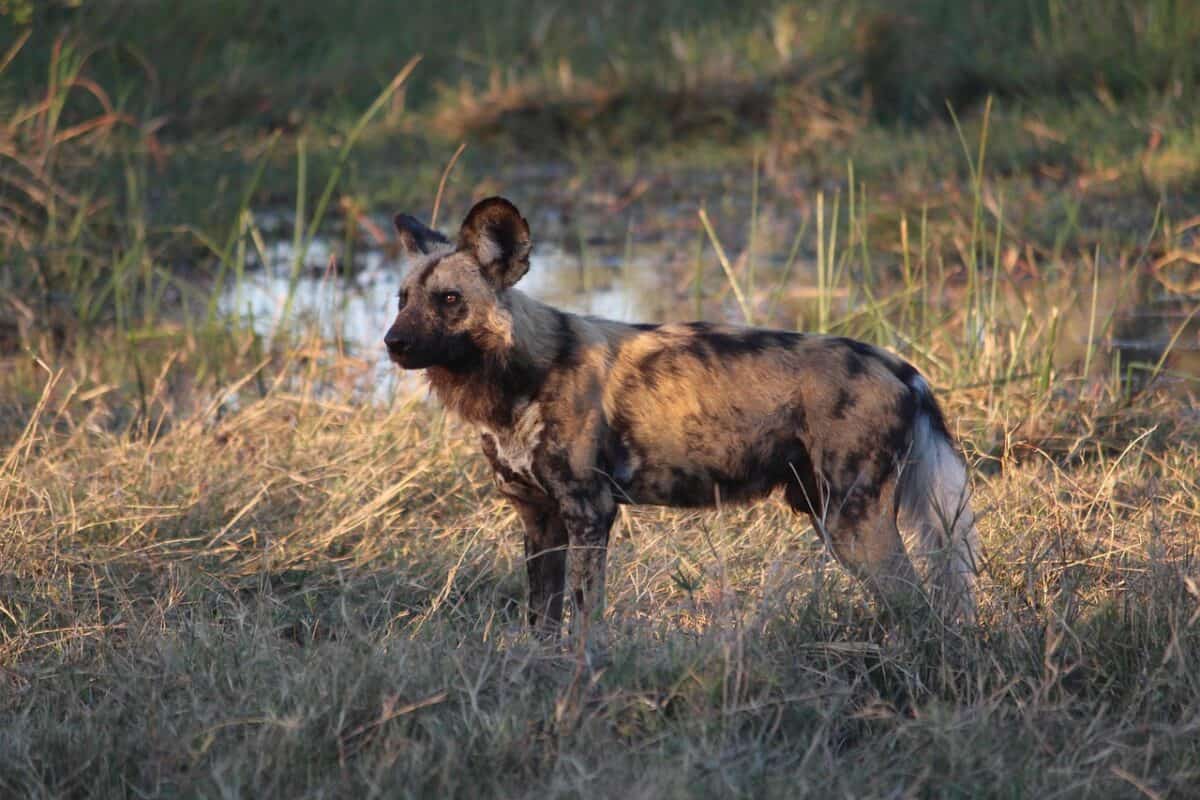 painted dog, wild, africa, botswana, mammal, wild dog, painted dog, painted dog, painted dog, wild dog, wild dog, wild dog, wild dog, wild dog