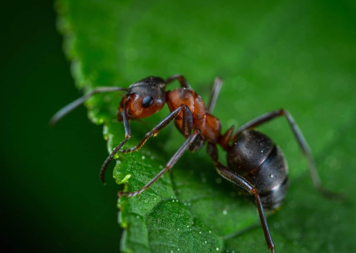 macro, insect, ant, leaflet, ant, ant, ant, ant, ant