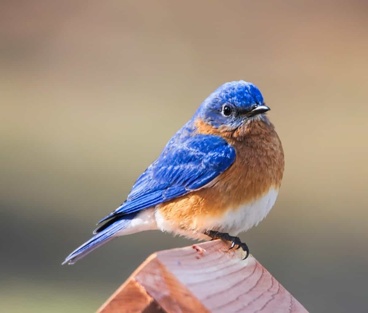 bluebird, eastern bluebird, bird, avian, nature, wildlife, brown birds, bluebird, bluebird, bluebird, bluebird, bluebird, eastern bluebird, eastern bluebird