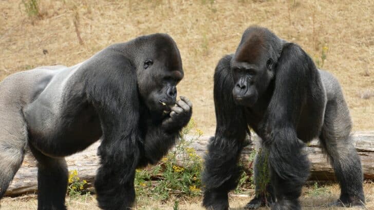 A Gorilla Fossil Changed Evolution Forever