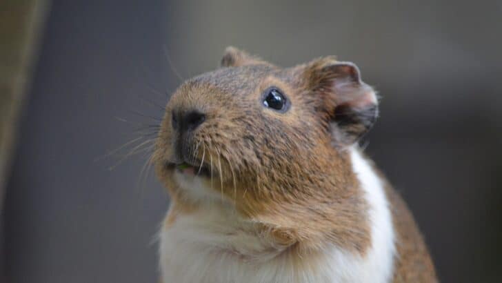 How to Know If Your Hamster Is Stressed
