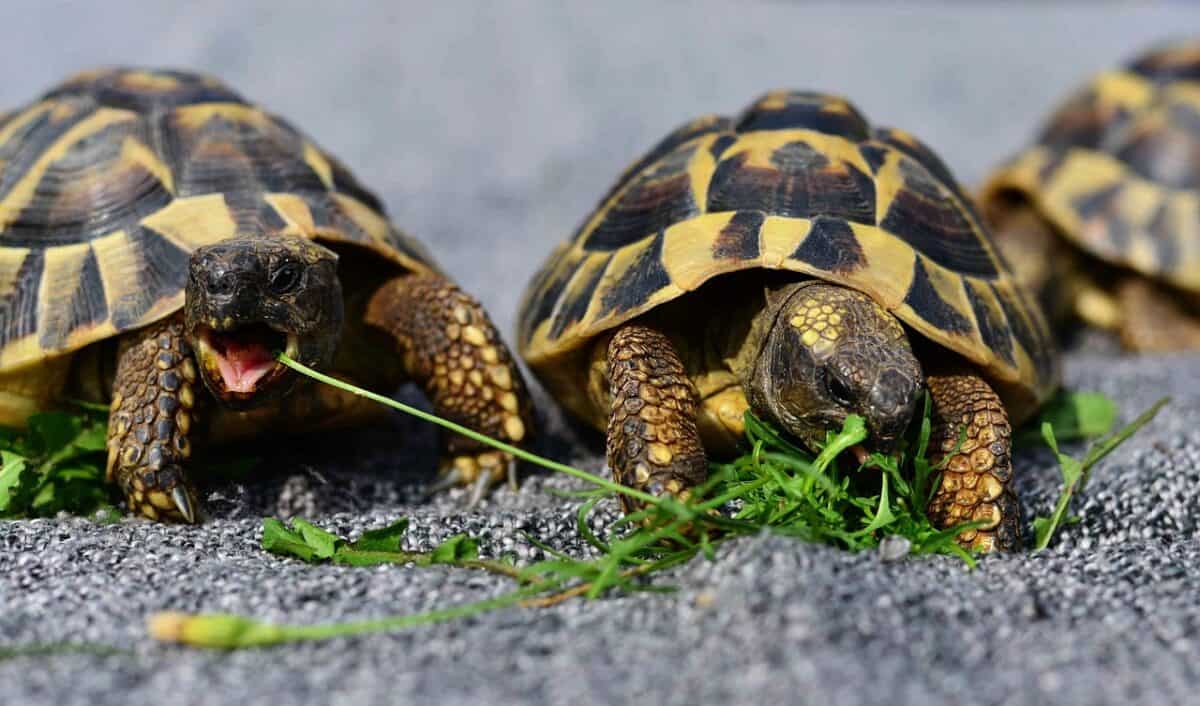 turtles, reptile, animal, nature, tortoise shell, tortoise, tank, wolf down, feeding