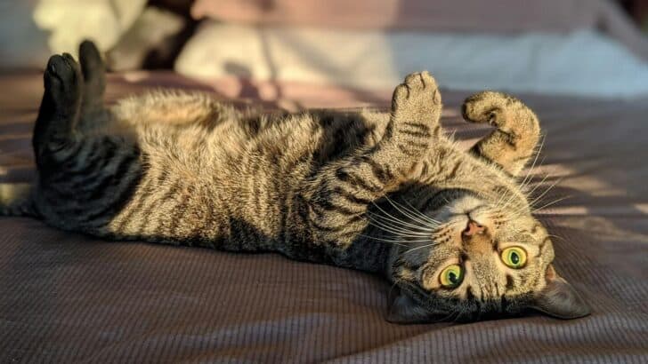 How Cats Manipulate Us Without Saying a Word