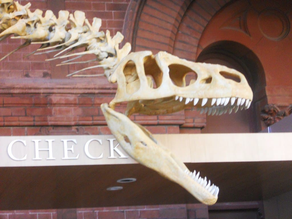 Dinosaur Skull