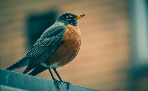 This Type of Bird Is Now Nesting Year-Round in the U.S.