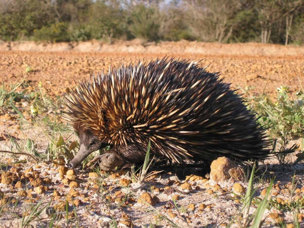 aculeatus, tachyglossus, anteater, spiny, echidna, beaked, short, animals, fauna, echidna, echidna, echidna, echidna, echidna