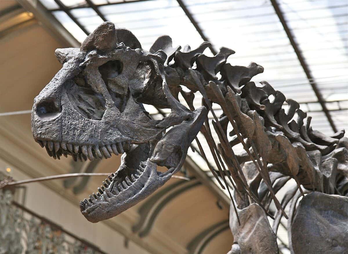 skeleton, dinosaur, skull, paleontology, reptile, bones, dinosaur, dinosaur, dinosaur, dinosaur, dinosaur, paleontology