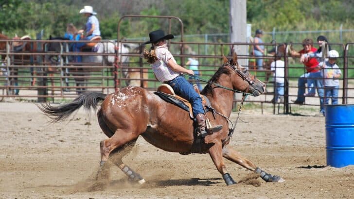 Inside the World of Competitive Rodeo Horses