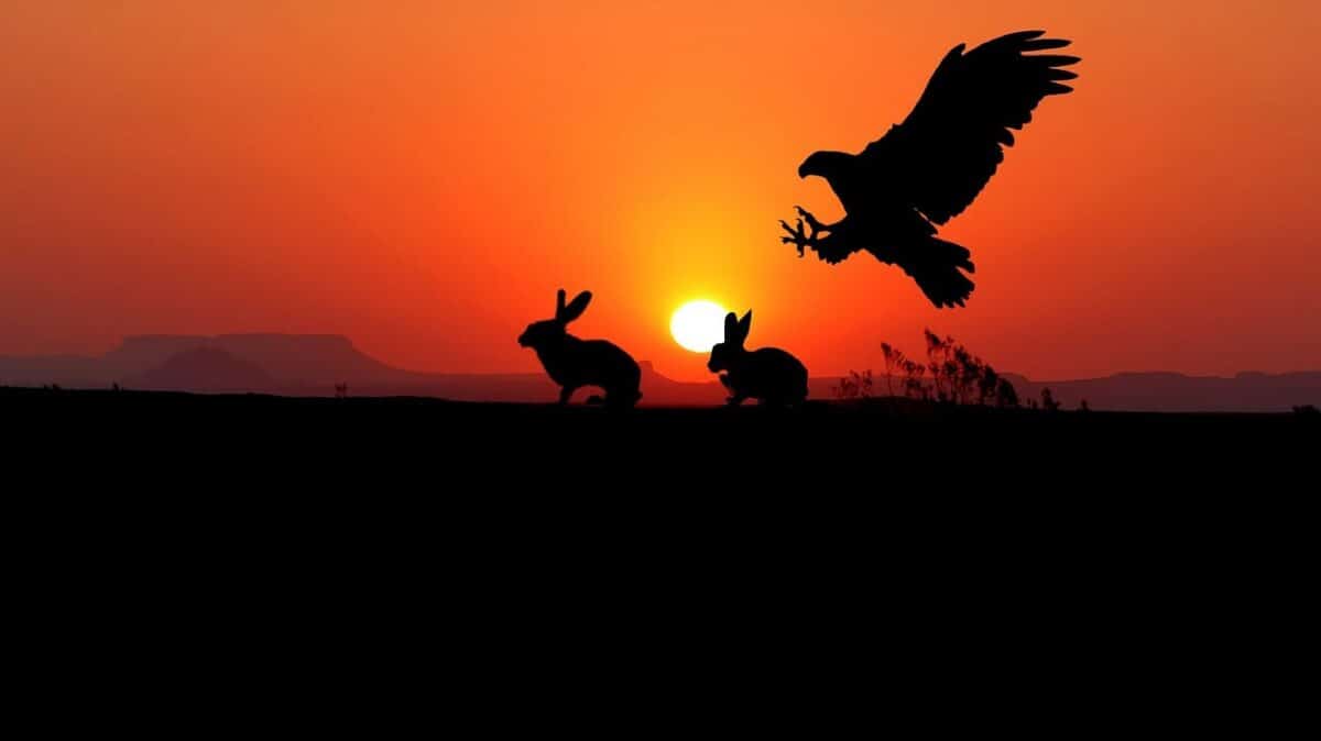 sunset, eagle, rabbits, silhouette, sun, sky, nature, bird, landscape, eagle, eagle, eagle, eagle, eagle