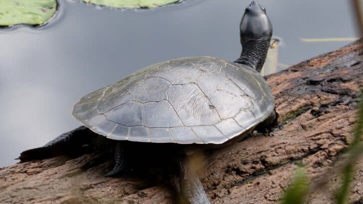 The Turtle That Breathes Through Its Butt Is Real